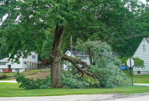 Trusted Versailles, MO Tree Service Experts